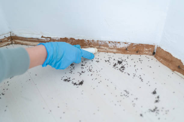 Best Termite Control Services  in Lavon, TX